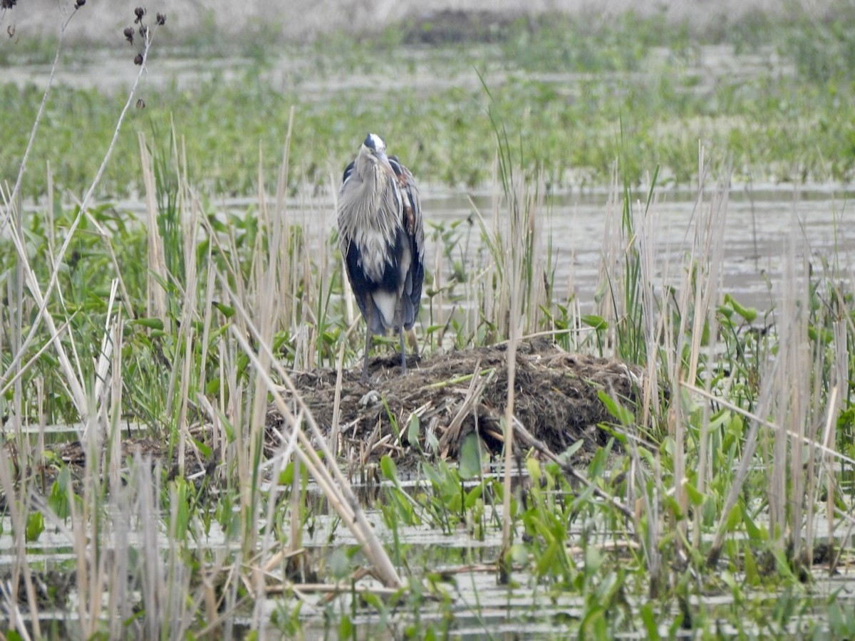 Great Blue Heron - Anita Hooker