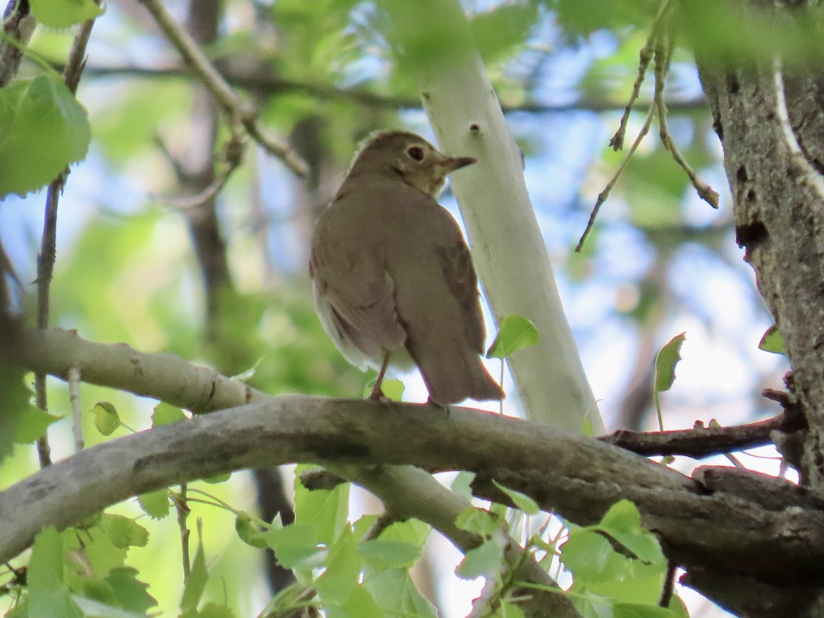 Swainson's Thrush - Misty Walters