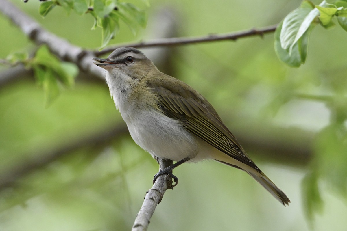 Vireo Ojirrojo - ML619203178