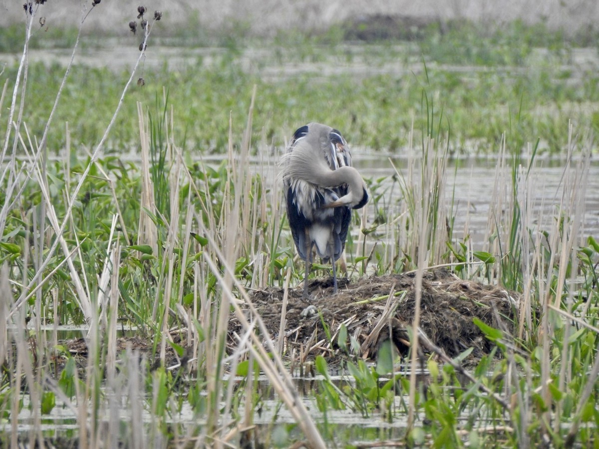 Garza Azulada - ML619203179