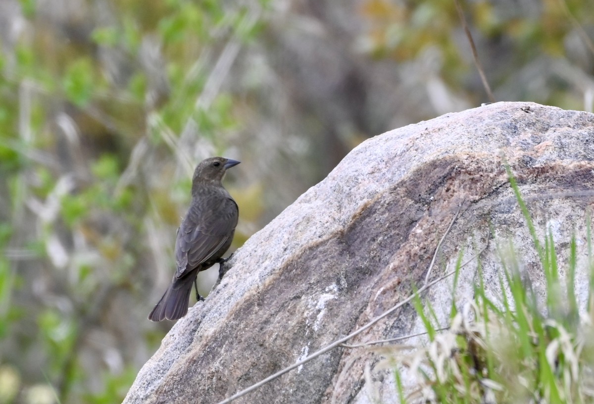 Brown-headed Cowbird - ML619203180