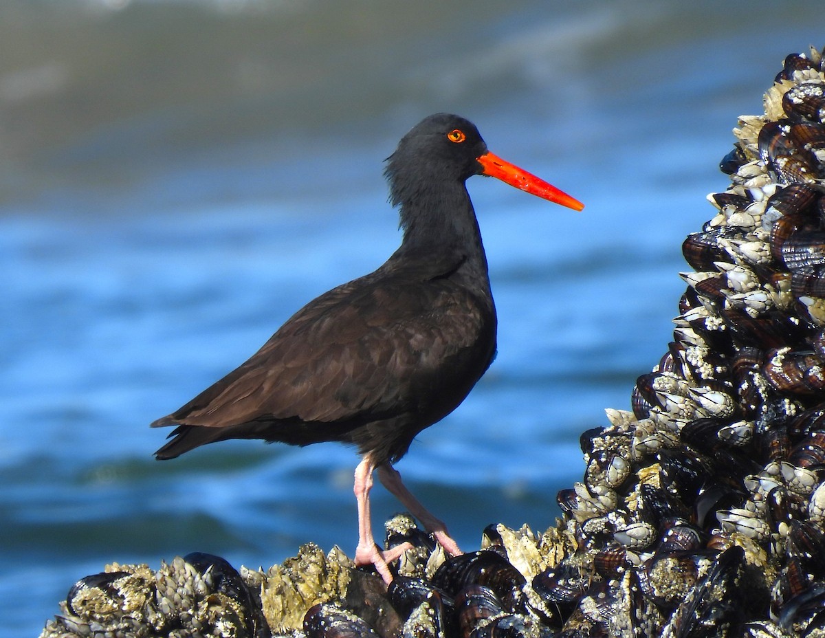 Black Oystercatcher - Ron Youngs