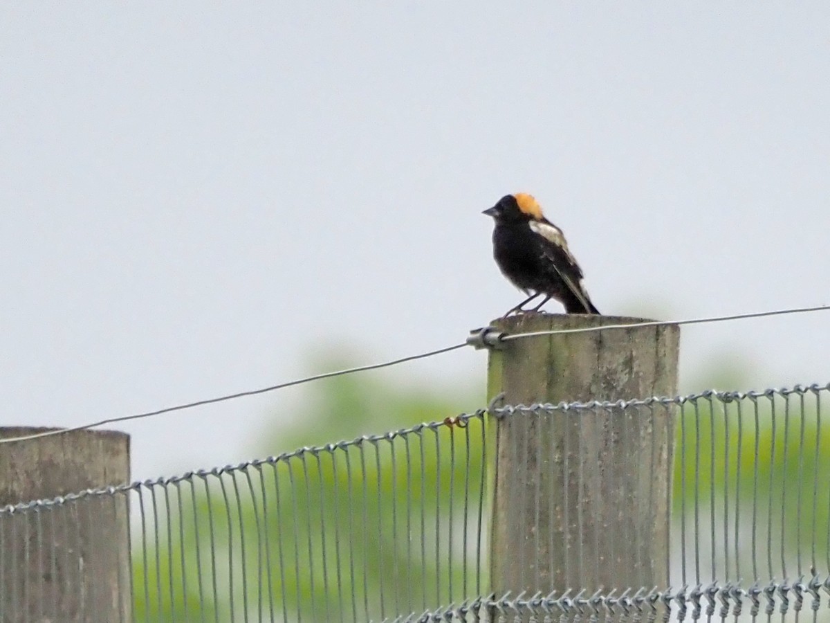 Bobolink - Luc and Therese Jacobs