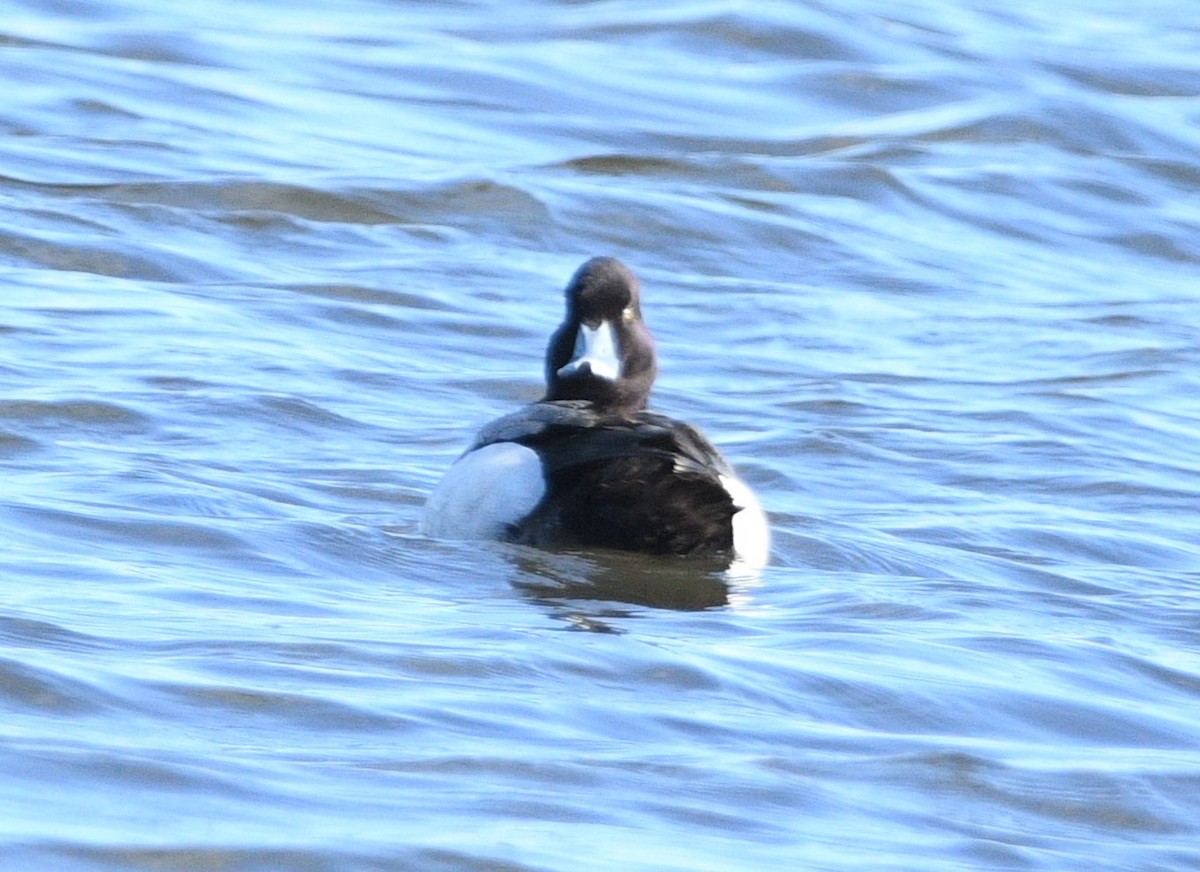 Lesser Scaup - Peter Olsoy