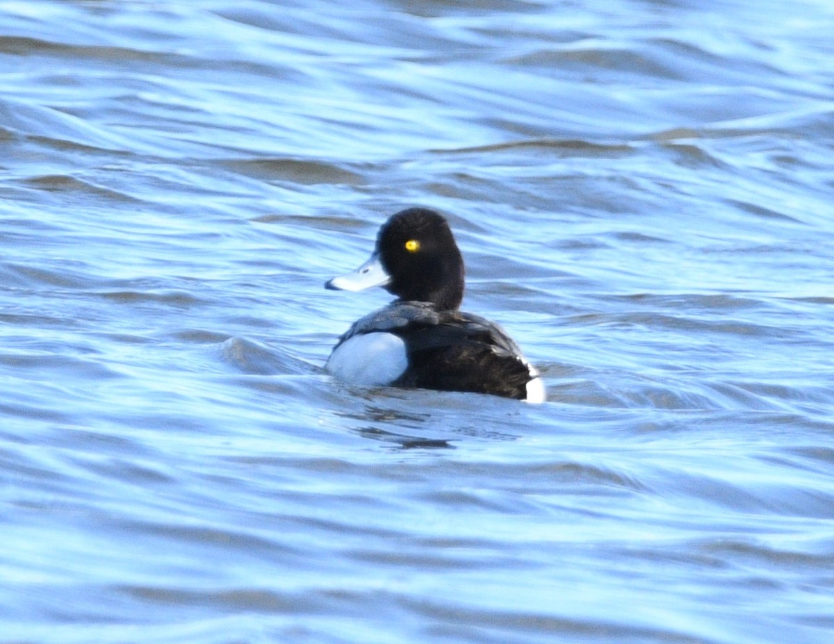Lesser Scaup - Peter Olsoy