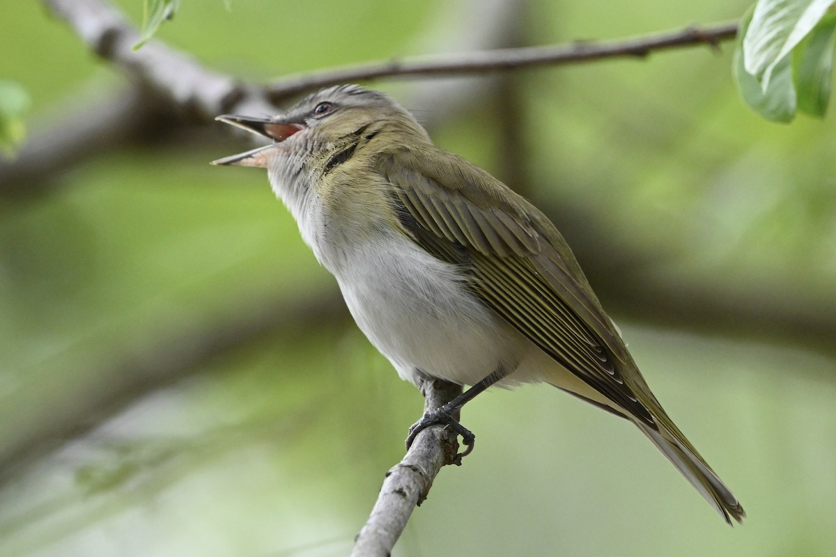 Vireo Ojirrojo - ML619203209