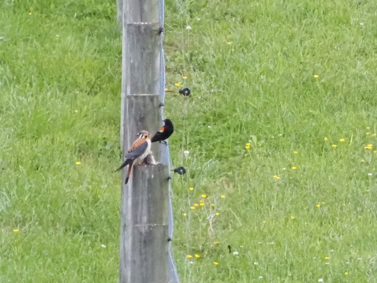 American Kestrel - Luc and Therese Jacobs