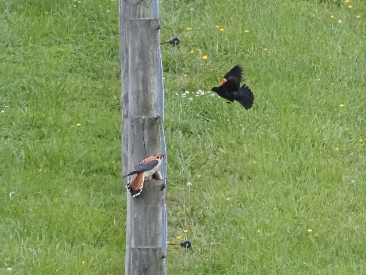 American Kestrel - Luc and Therese Jacobs