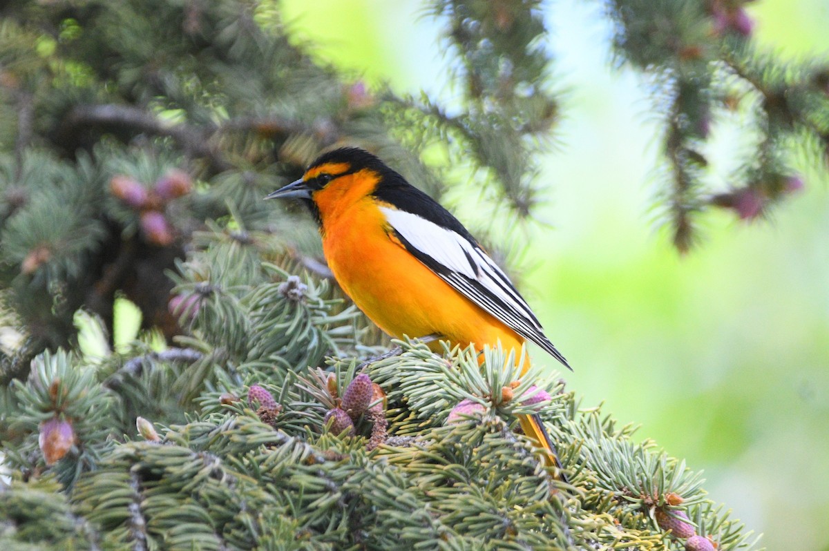 Bullock's Oriole - Peter Olsoy