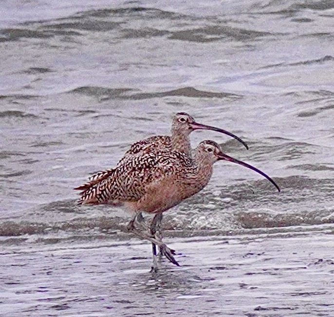 Long-billed Curlew - ML619203223