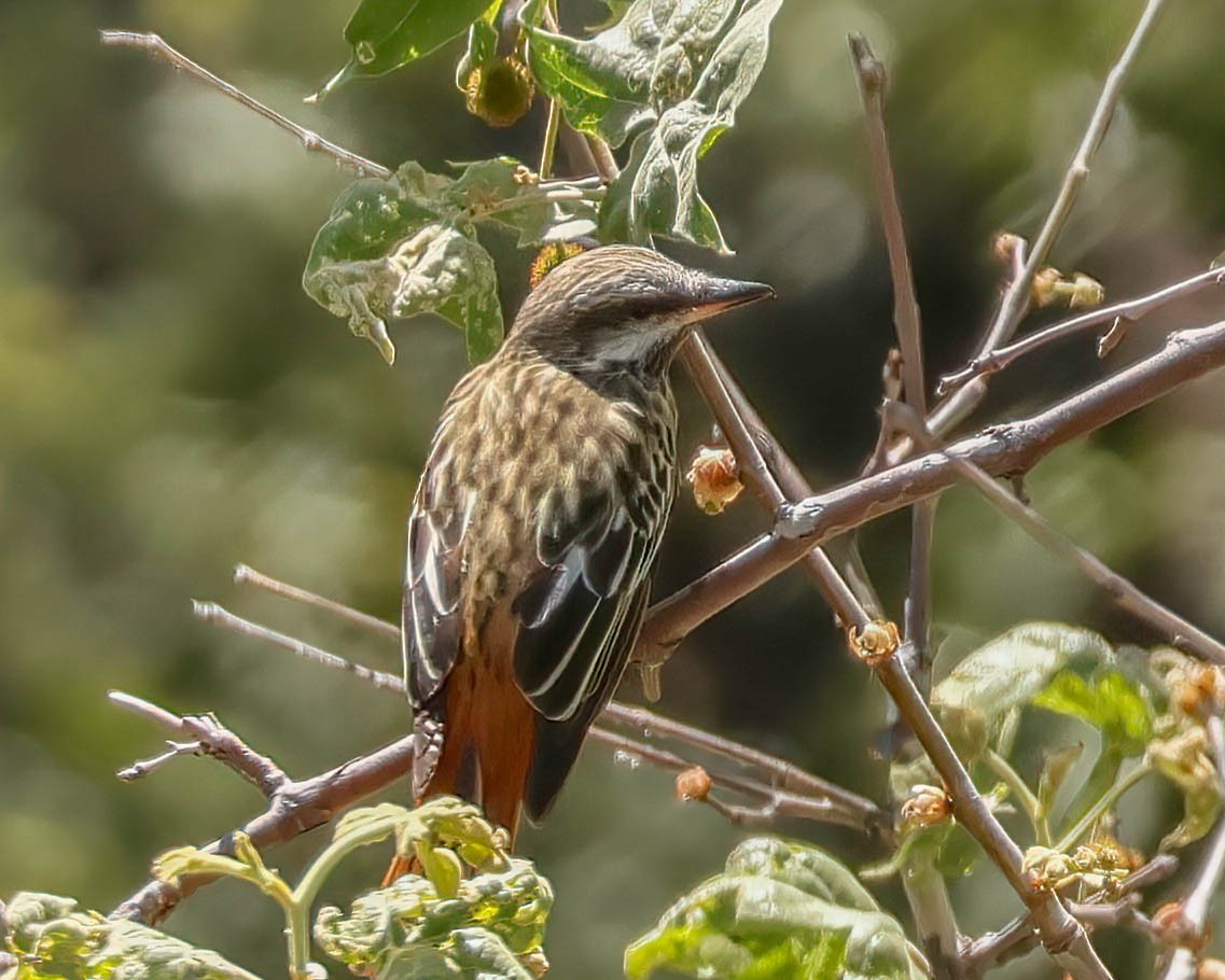 Sulphur-bellied Flycatcher - Sue Smith