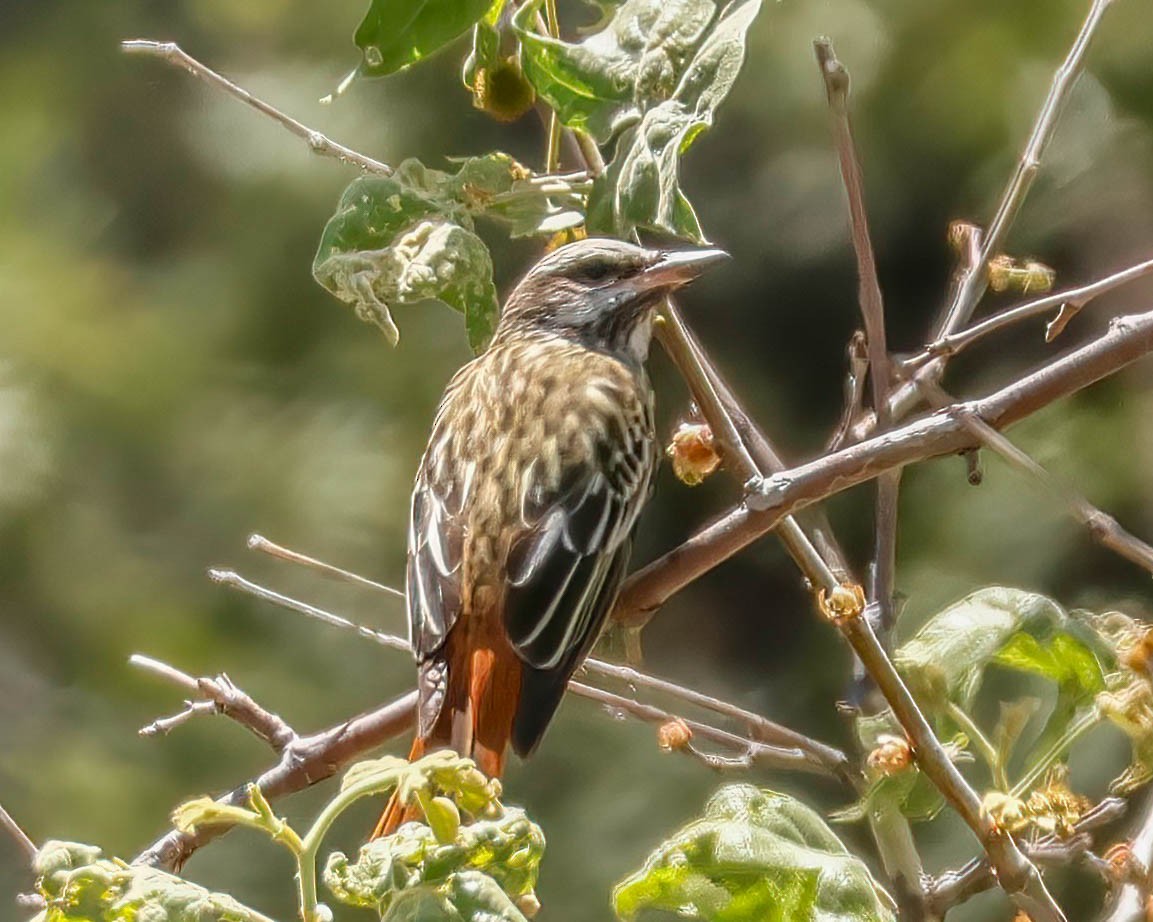 Sulphur-bellied Flycatcher - Sue Smith