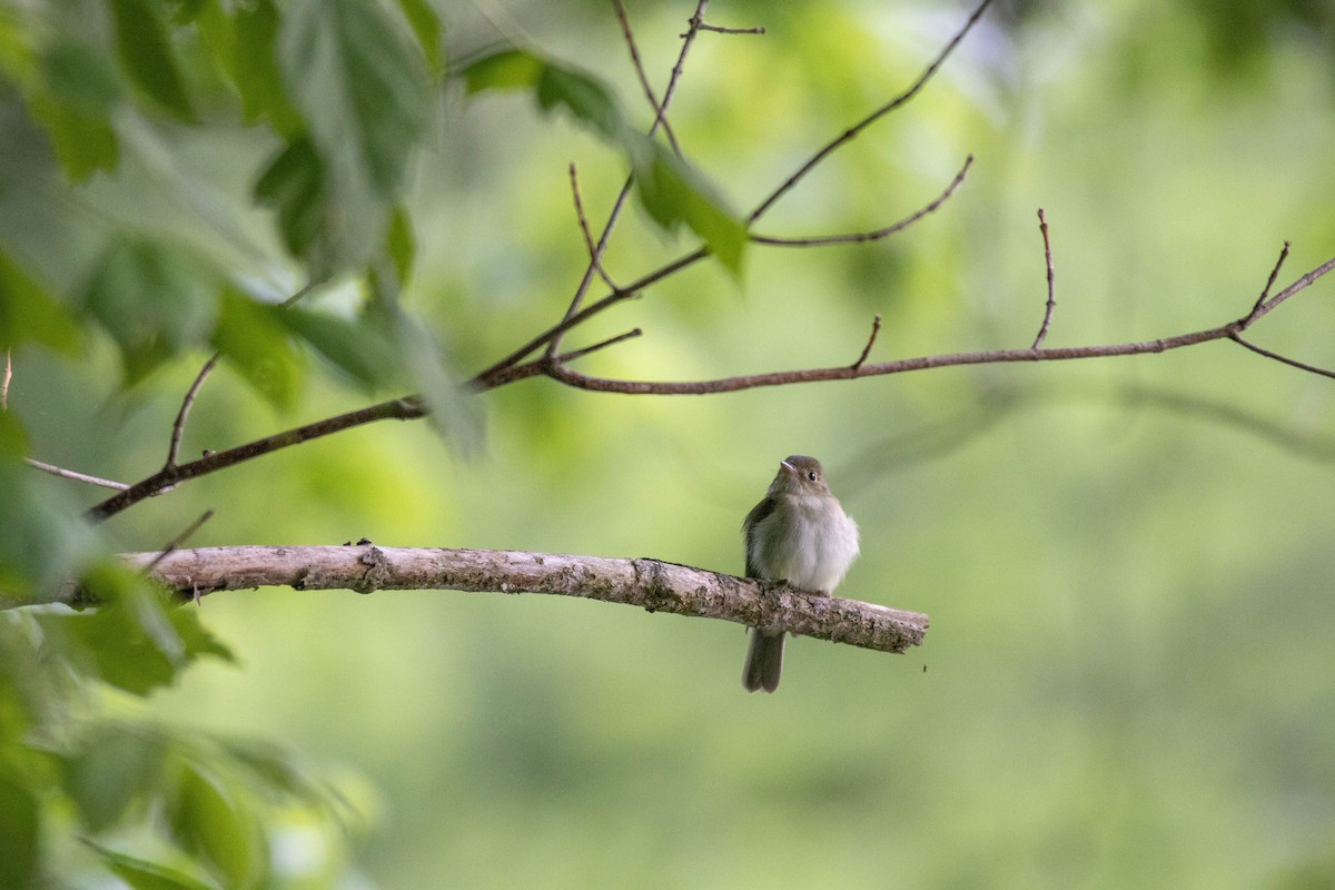 Acadian Flycatcher - John Garrison