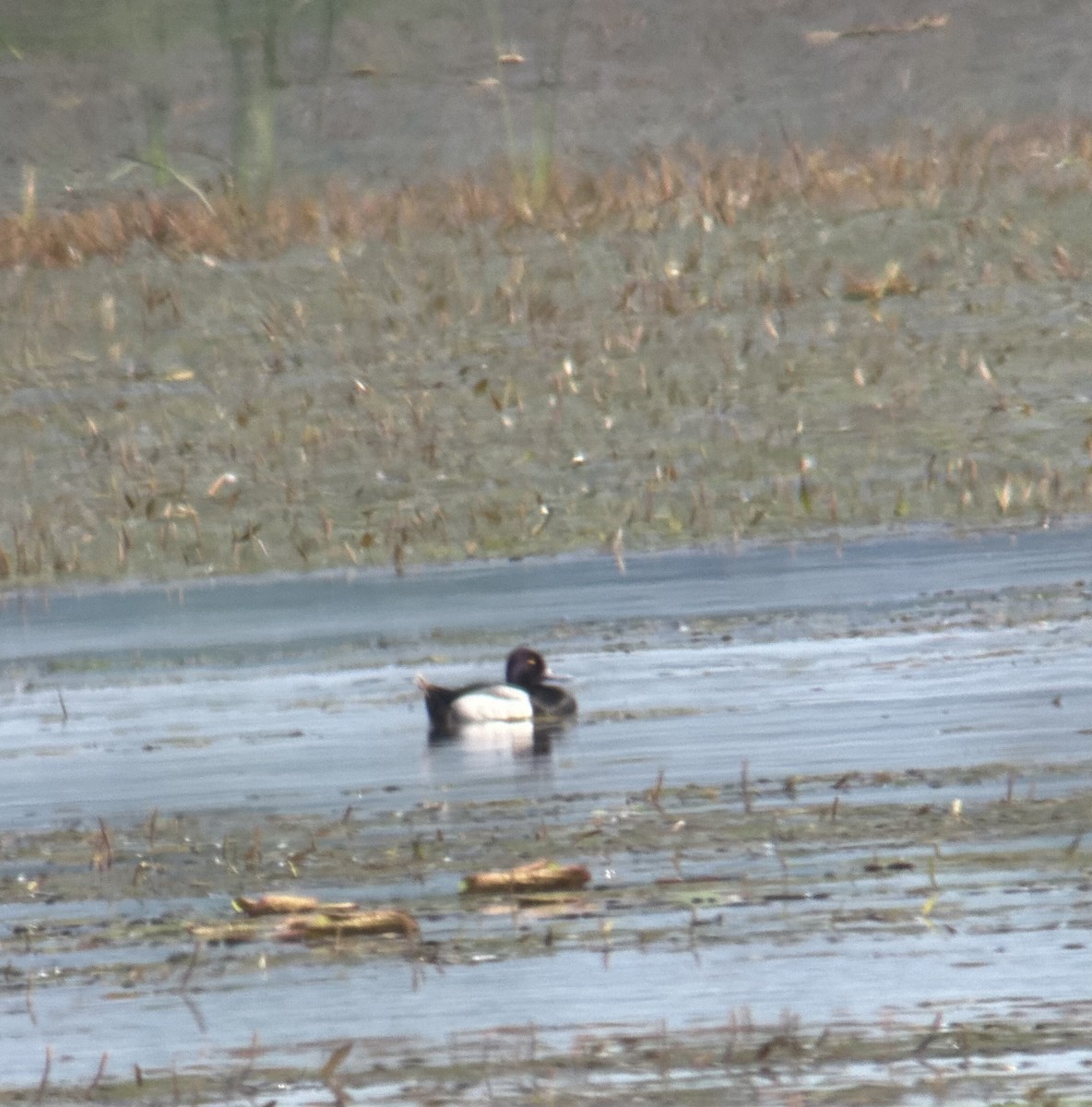 Lesser Scaup - ML619203234