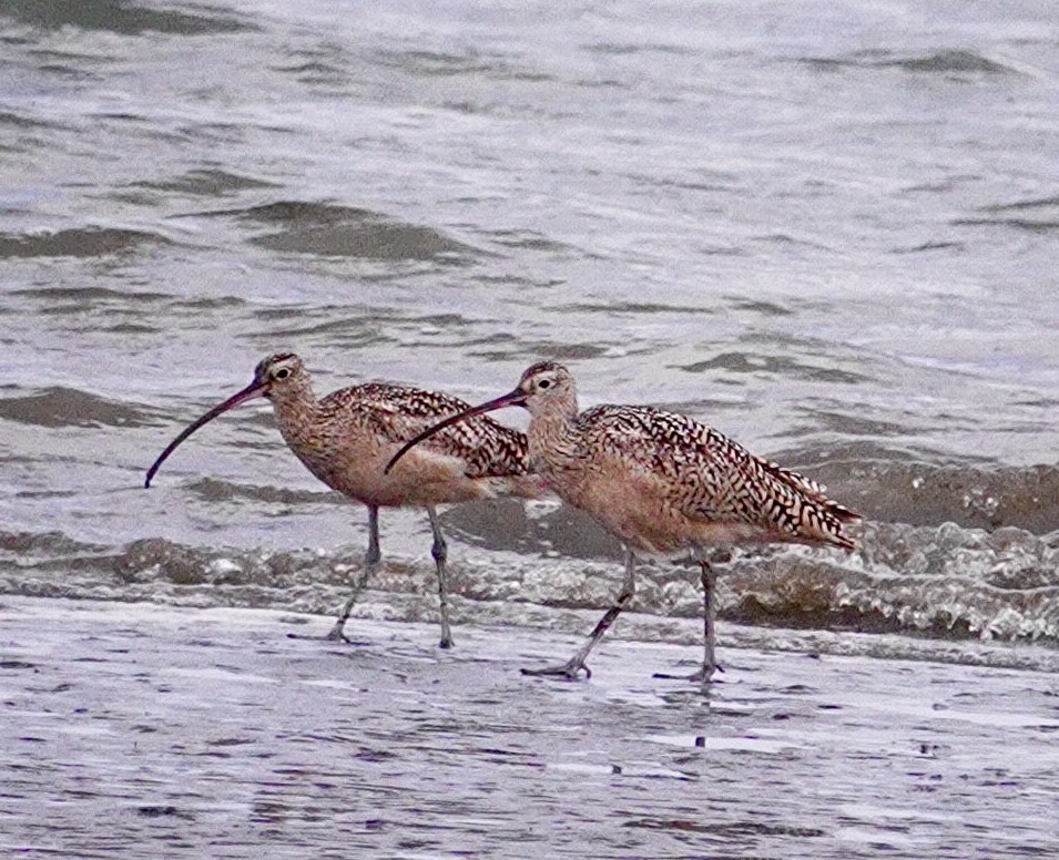 Long-billed Curlew - ML619203235