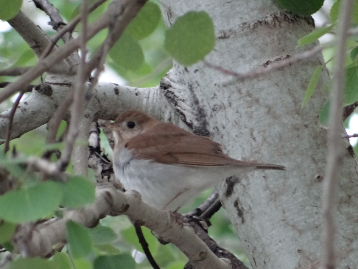 Veery - Andrew Raamot and Christy Rentmeester