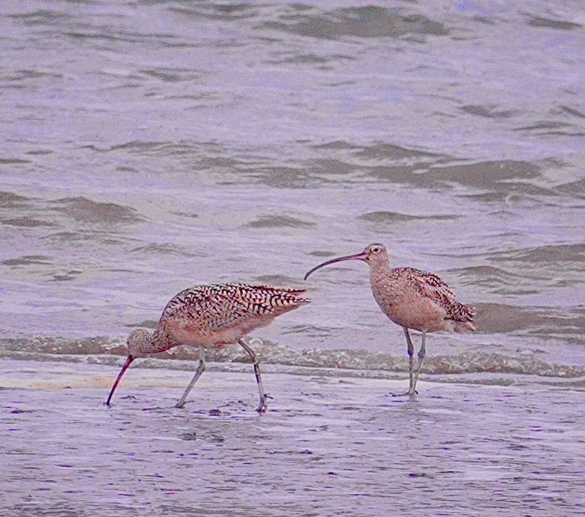 Long-billed Curlew - ML619203238