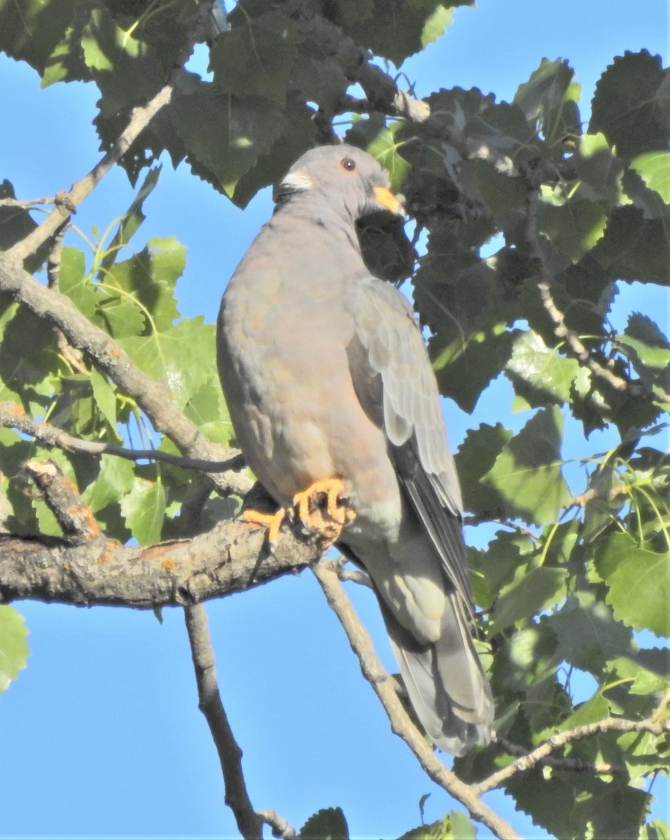 Band-tailed Pigeon (Northern) - ML619203243