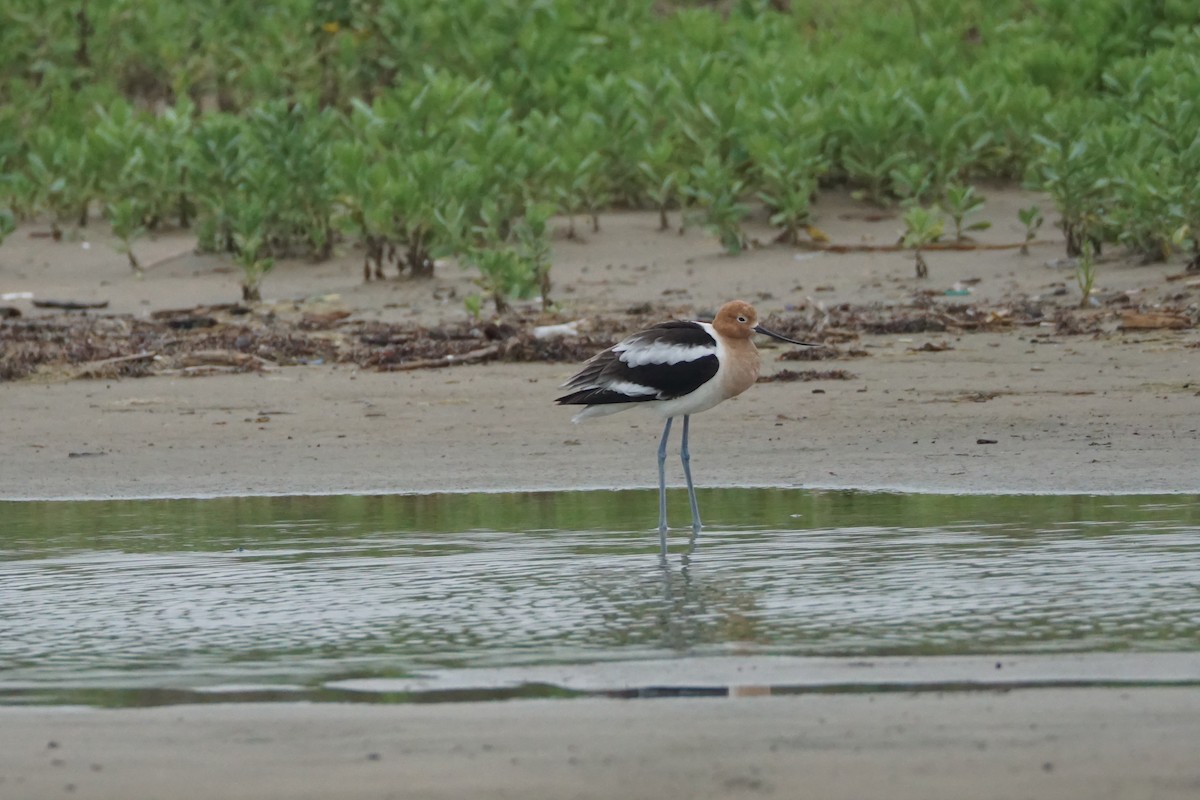 Avocette d'Amérique - ML619203245