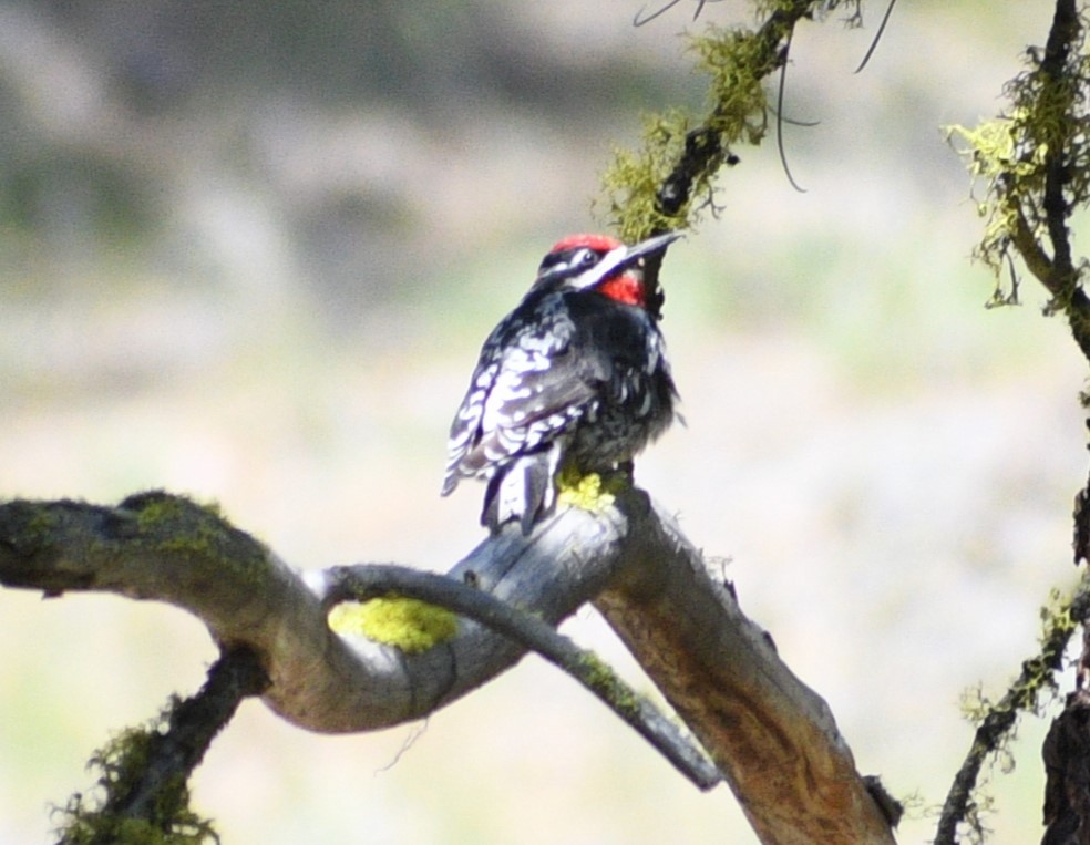 Red-naped Sapsucker - Peter Olsoy