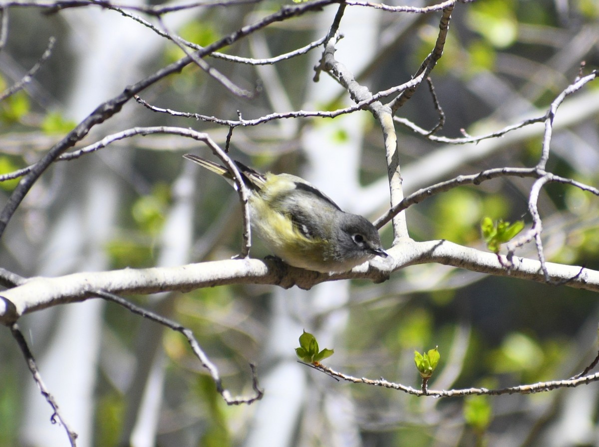 Cassin's Vireo - Peter Olsoy