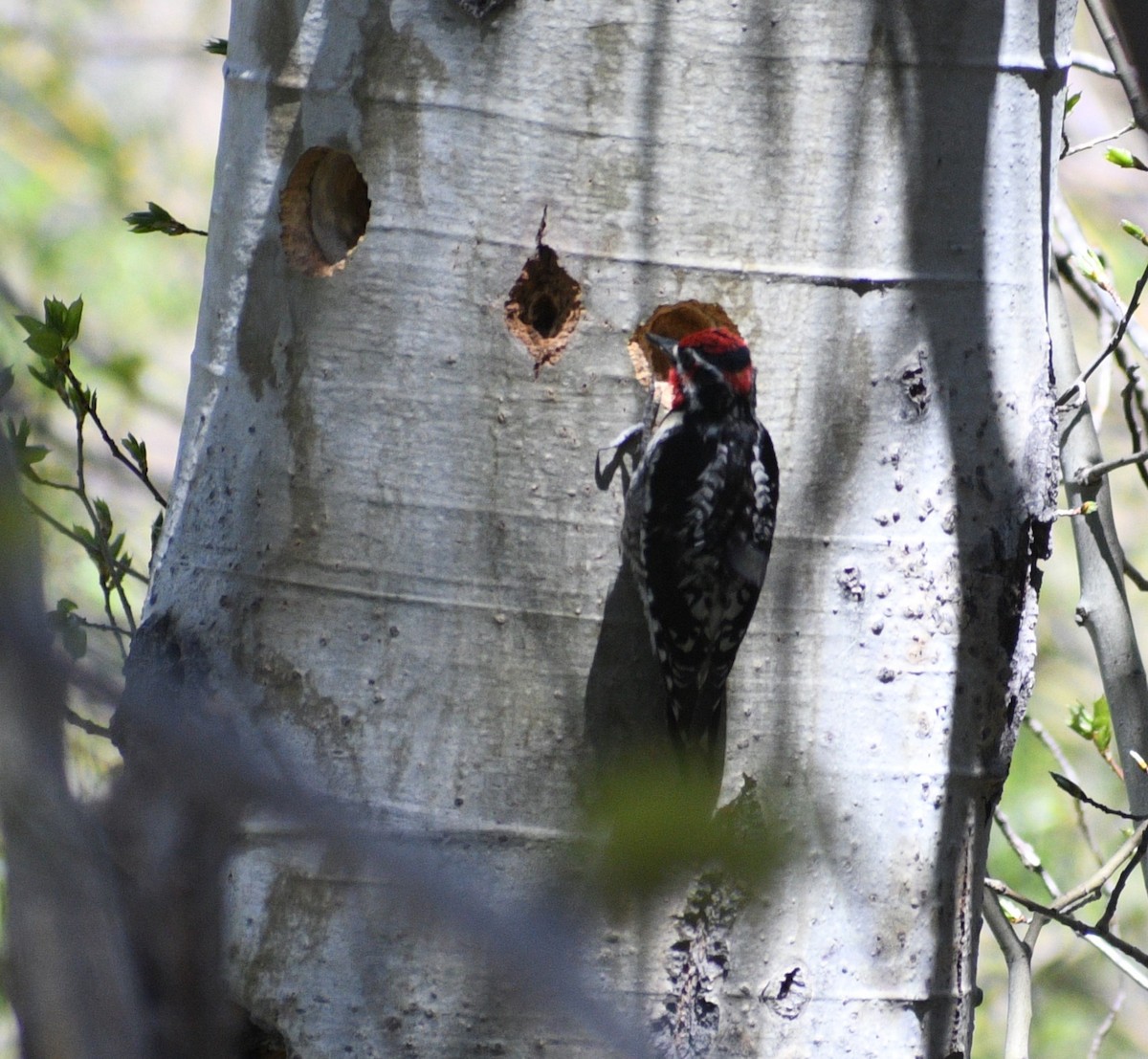 Red-naped Sapsucker - Peter Olsoy