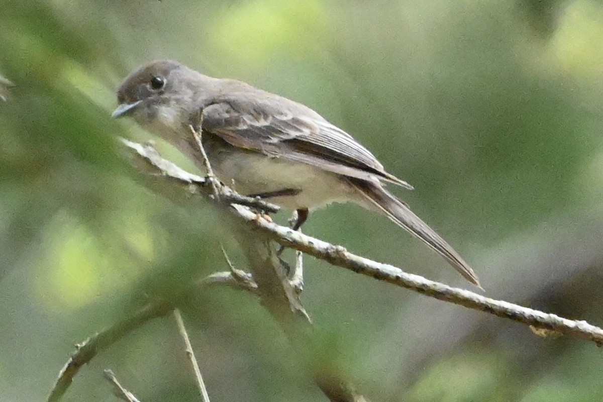 Eastern Phoebe - ML619203265