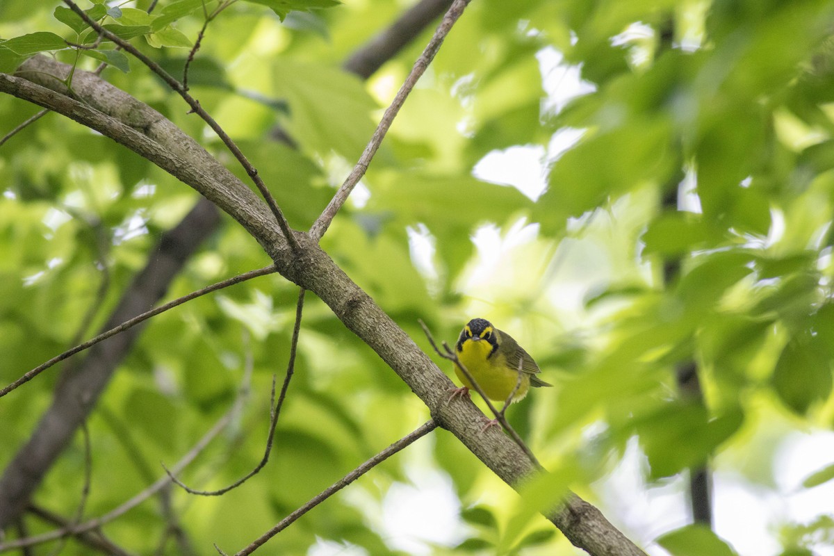 Kentucky Warbler - John Garrison