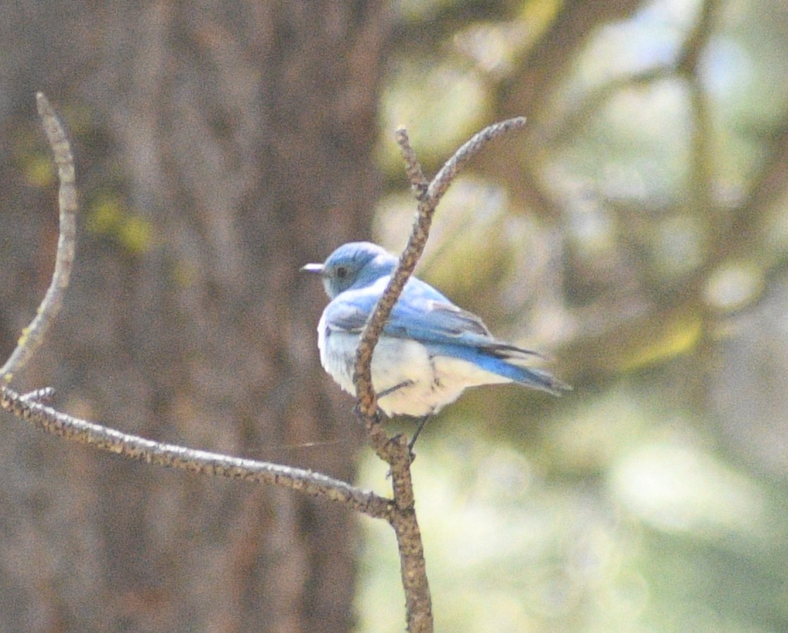 Mountain Bluebird - Peter Olsoy