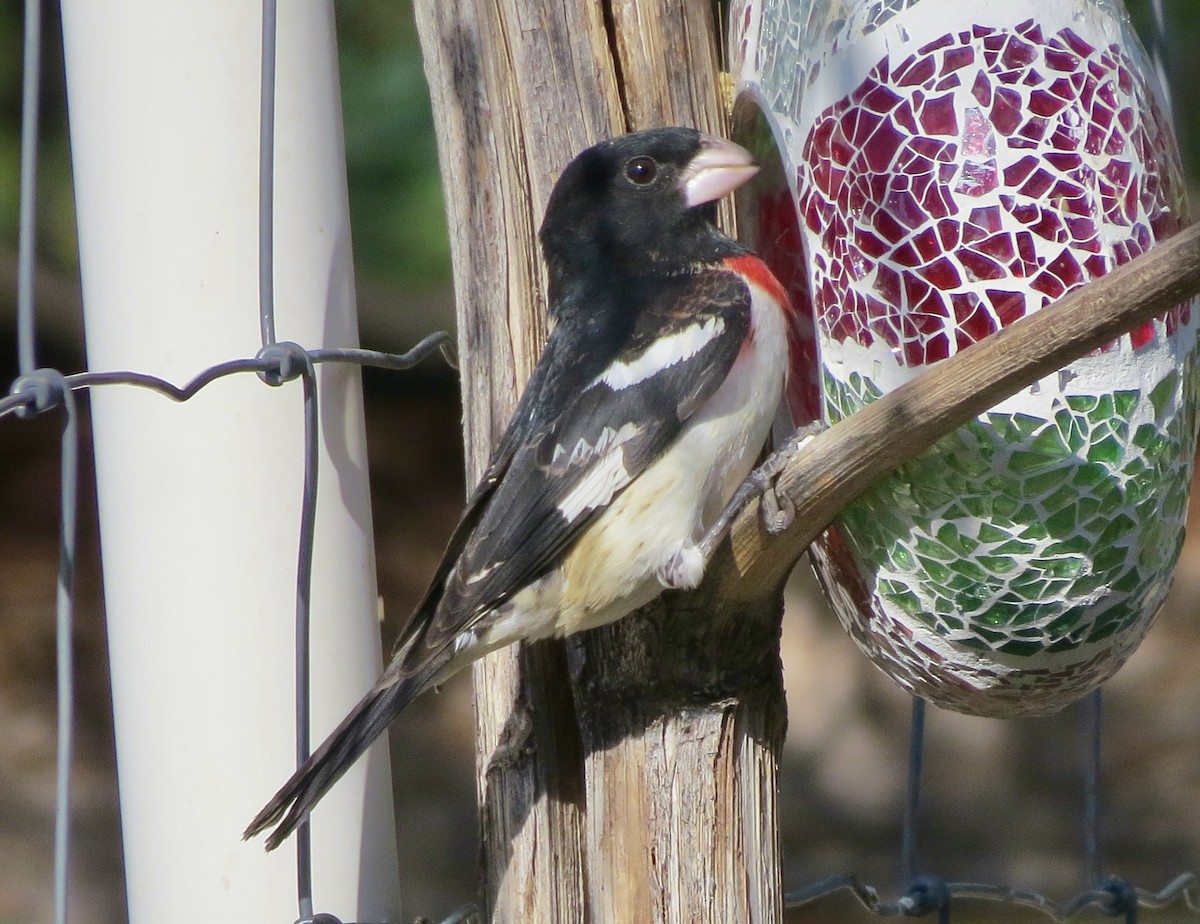 Rose-breasted Grosbeak - ML619203273