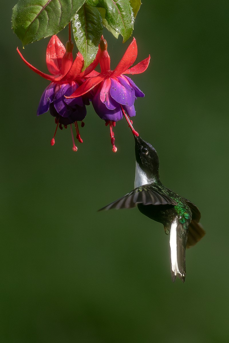 Collared Inca - Heiler Uribe