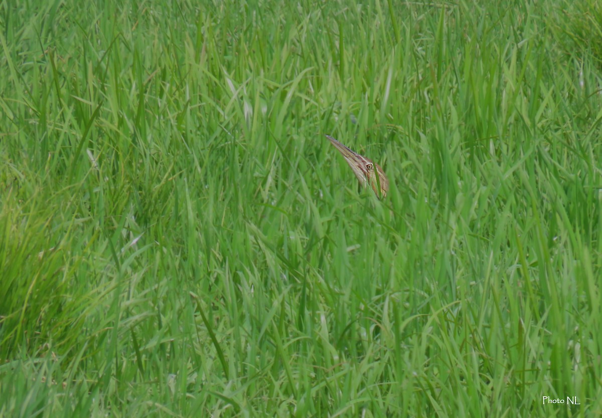 American Bittern - Nathalie L. COHL 🕊