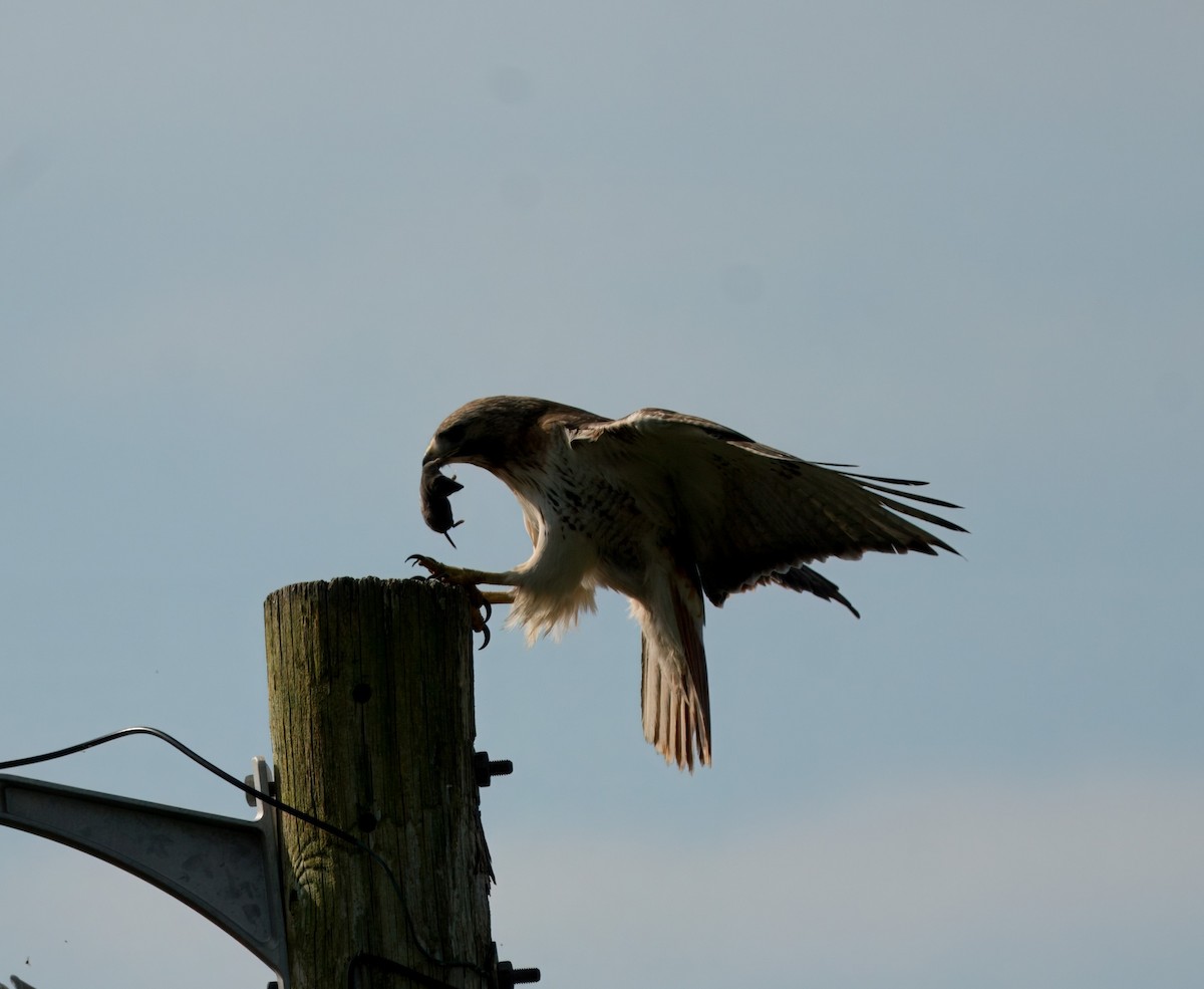 Red-tailed Hawk - ML619203295