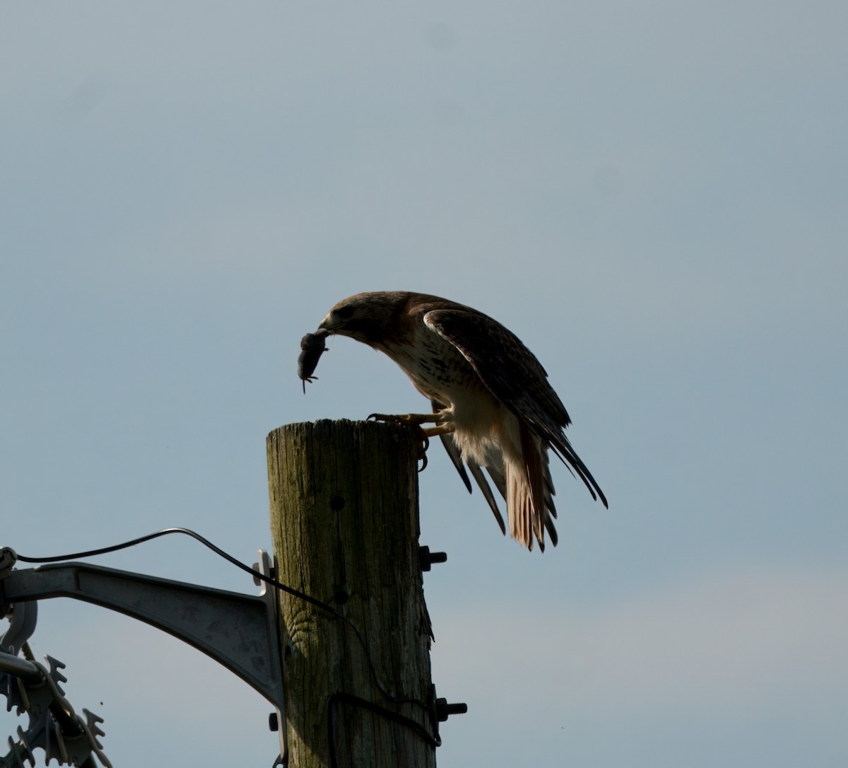 Red-tailed Hawk - ML619203296