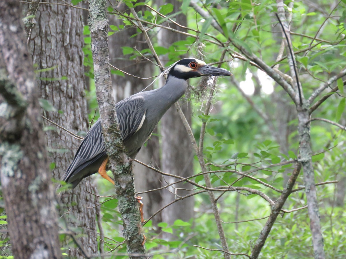 Yellow-crowned Night Heron - ML619203297