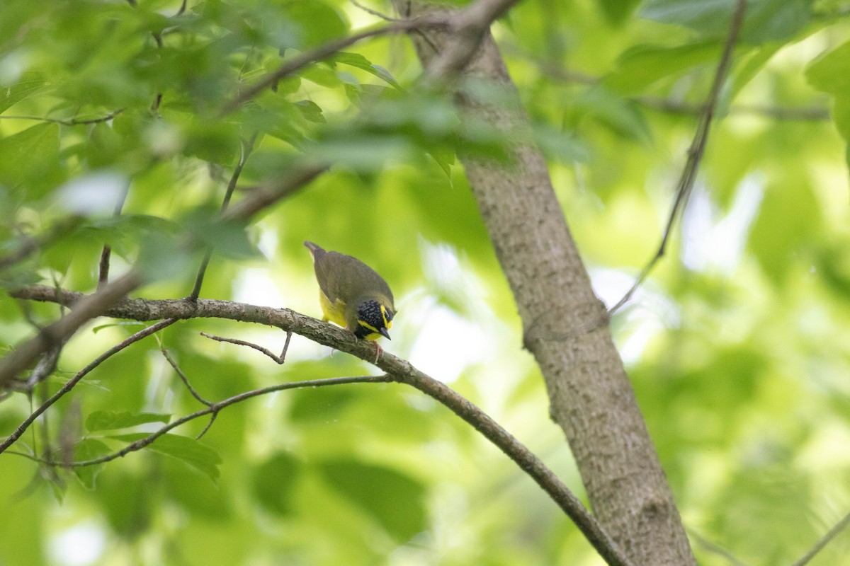 Kentucky Warbler - John Garrison