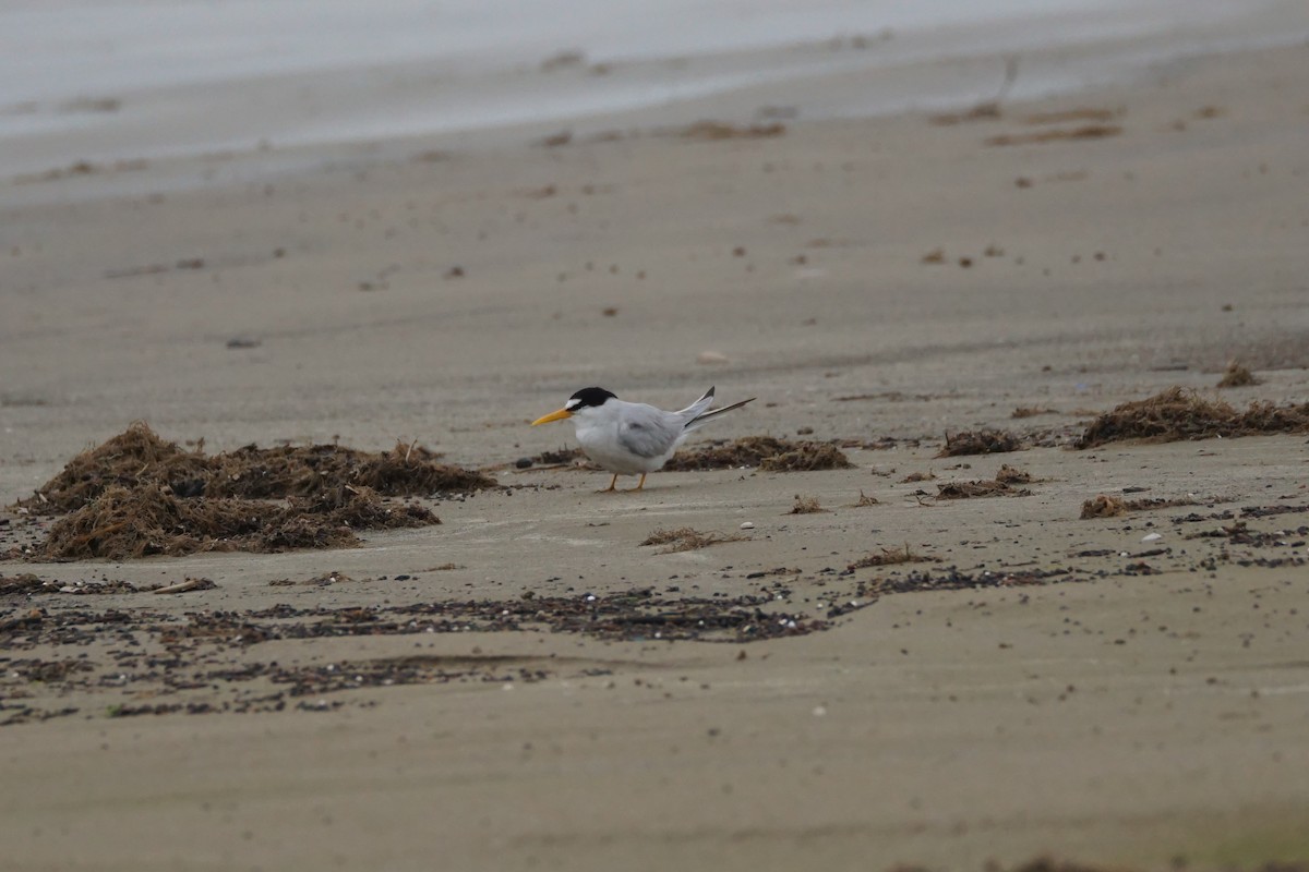 Least Tern - Chase Wilson