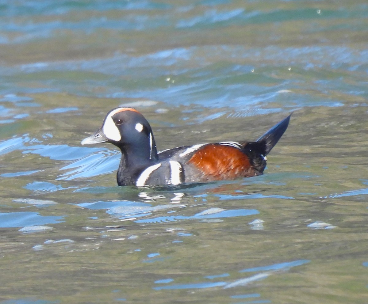 Harlequin Duck - Ron Youngs