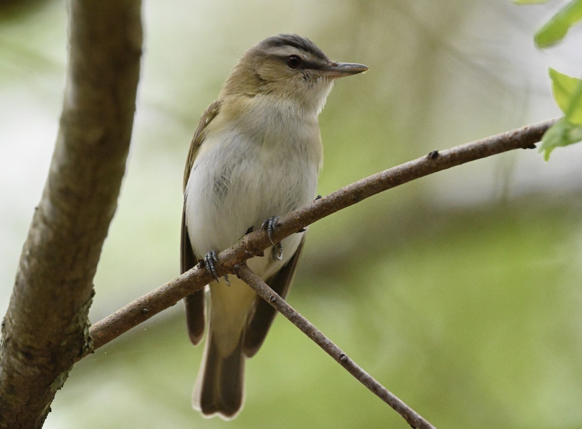 Vireo Ojirrojo - ML619203334