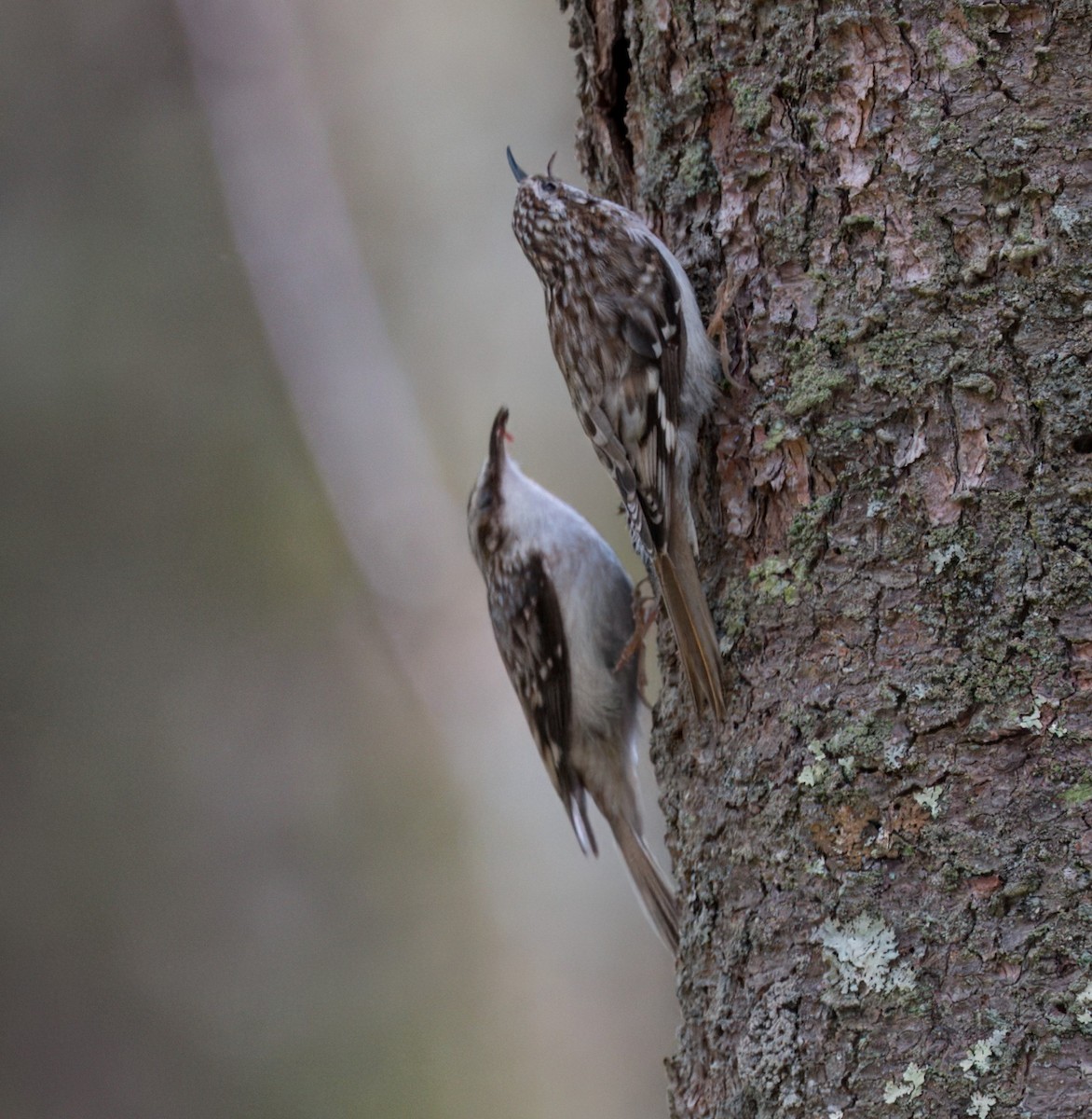 Brown Creeper - Felipe Lopez