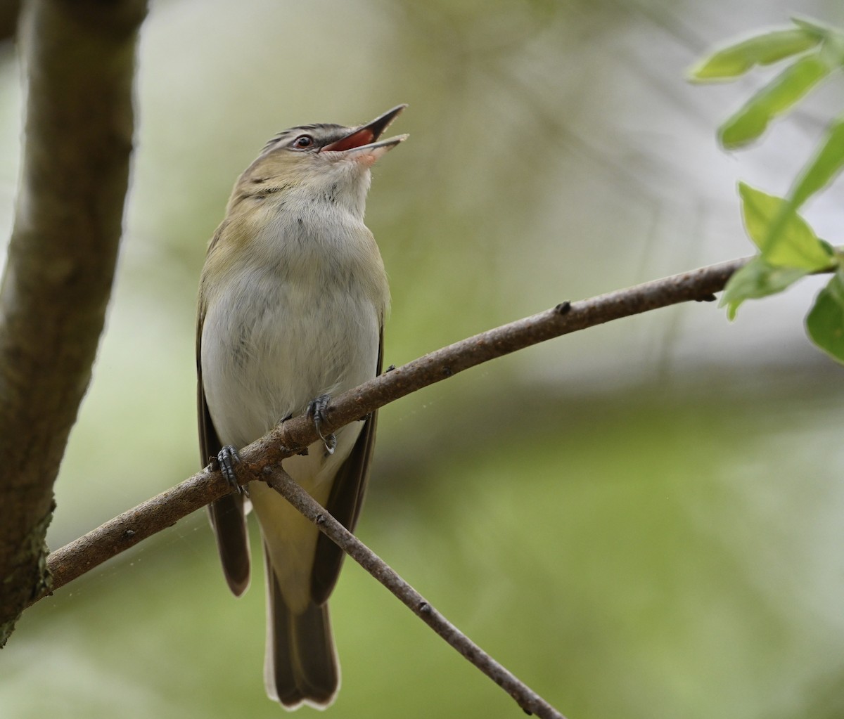 Red-eyed Vireo - David Napravnik