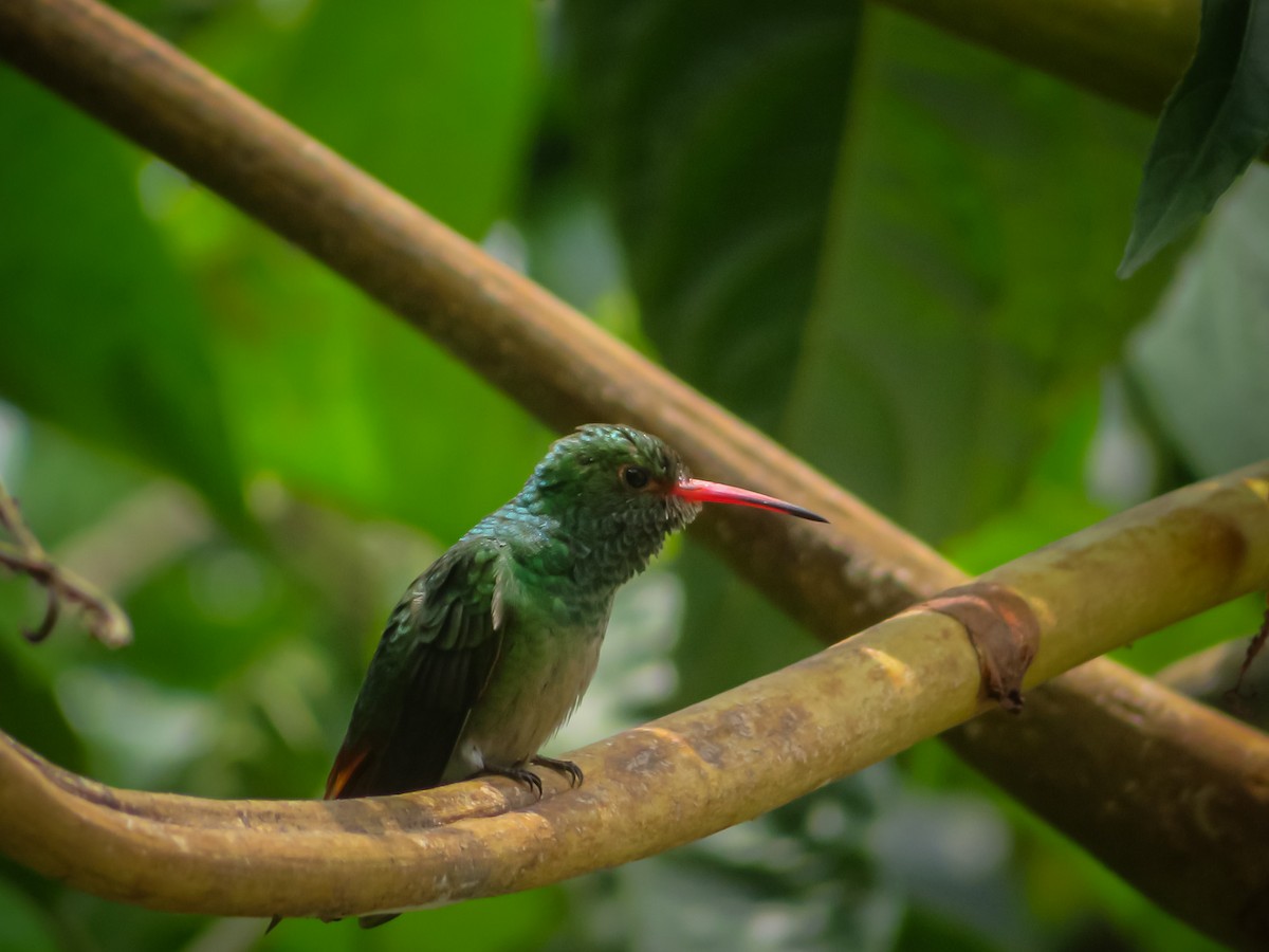 Rufous-tailed Hummingbird - OMAR JAVIER LÓPEZ GÓMEZ