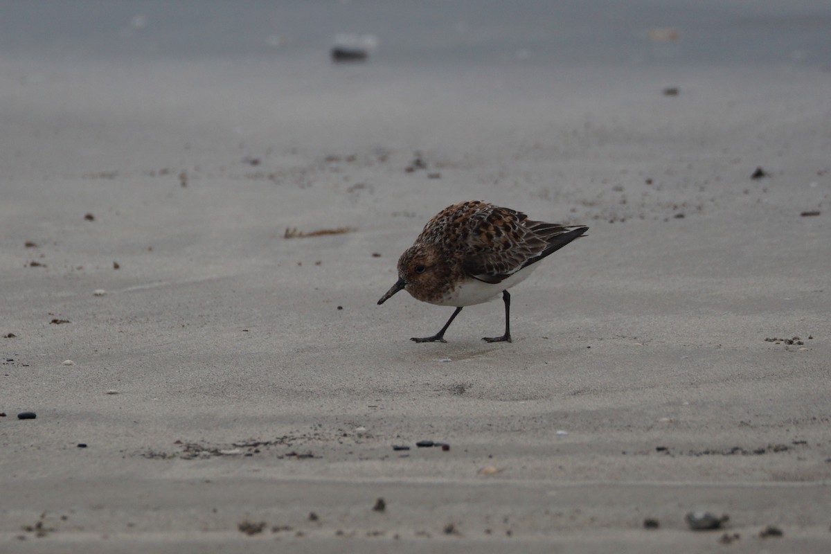 Sanderling - Chase Wilson