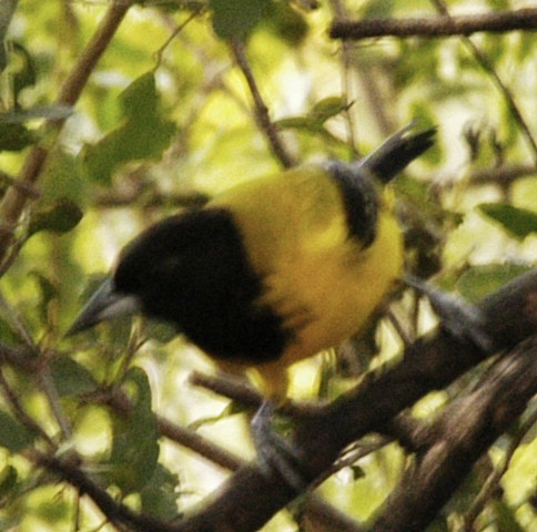 Audubon's Oriole - johnny powell