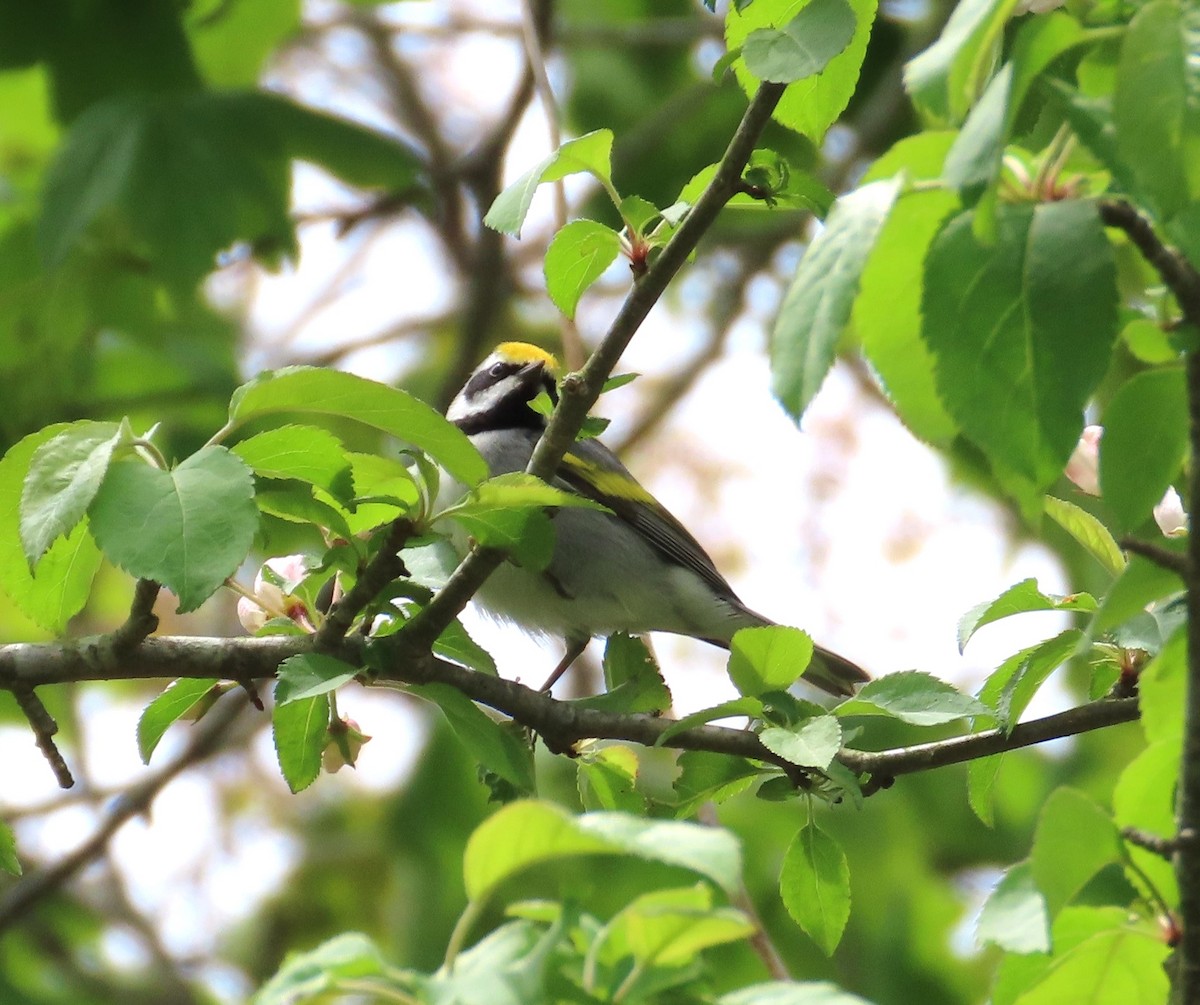 Goldflügel-Waldsänger - ML619203384