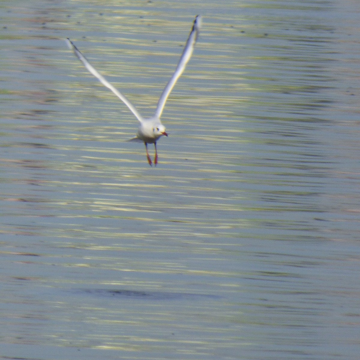 Brown-hooded Gull - PAULA ARNAIZ