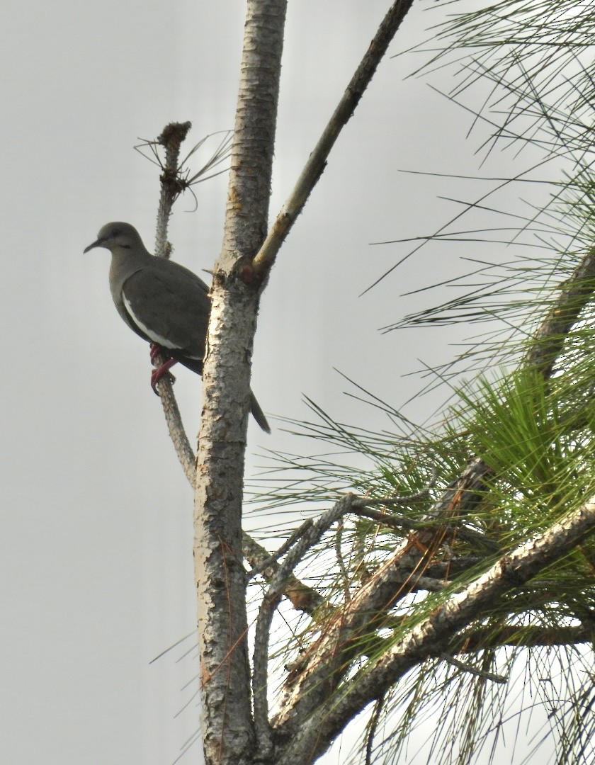 White-winged Dove - Denise Rychlik