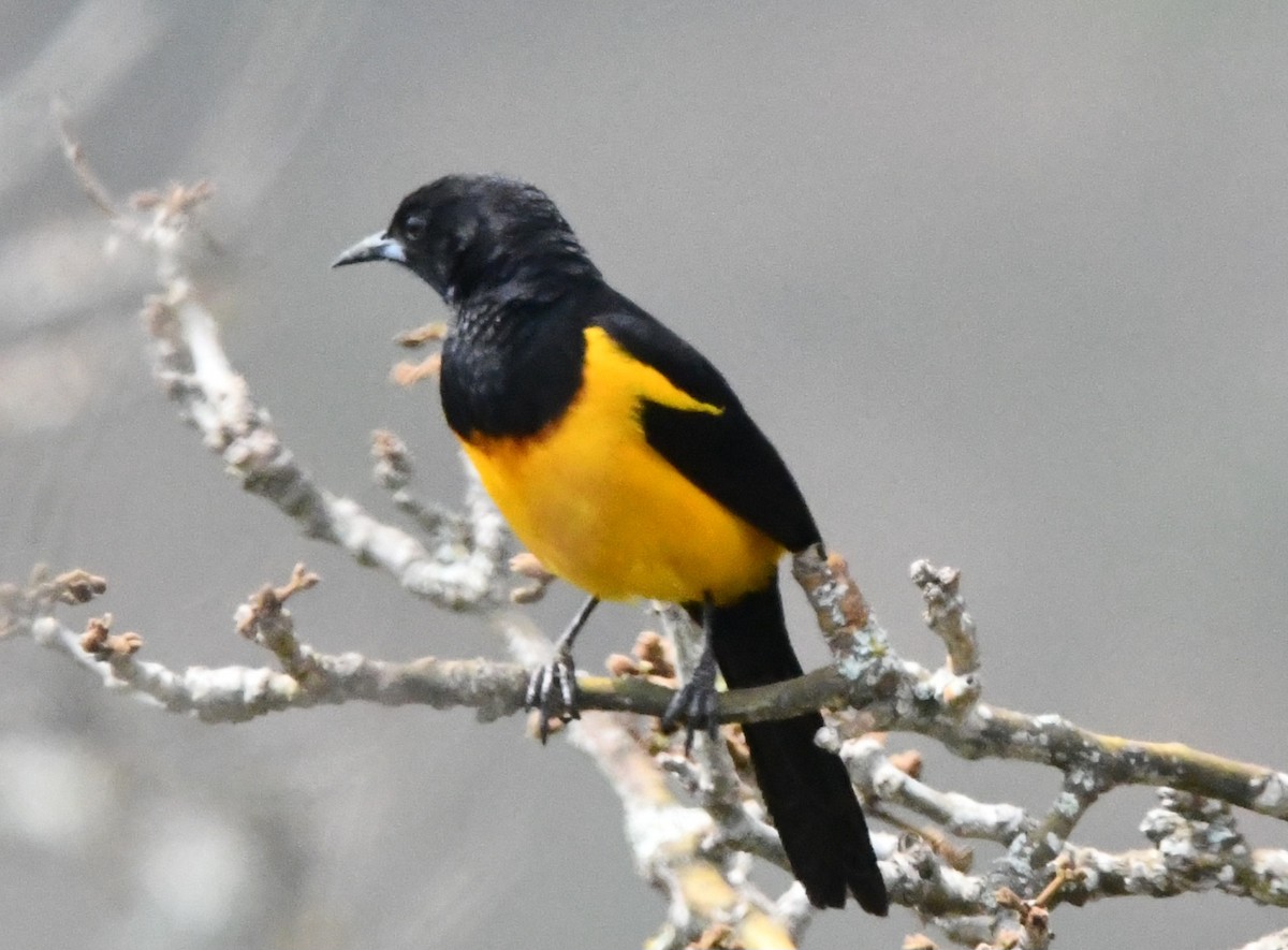 Black-vented Oriole - Jessy Lopez Herra