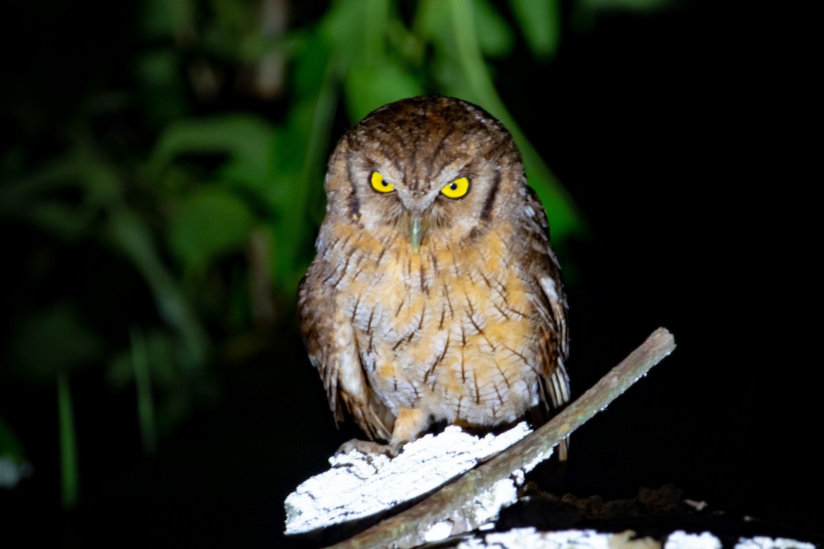 Tropical Screech-Owl - Steven Rodríguez