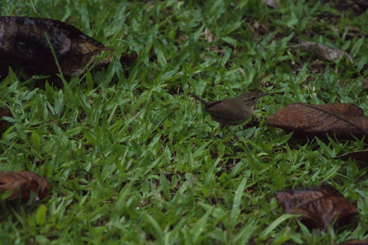 House Wren - allie bluestein